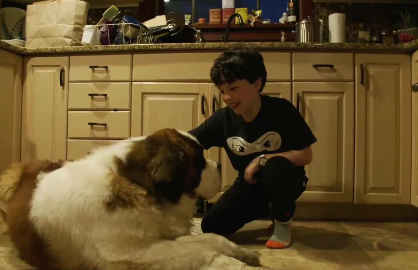 Illustration de l'article : Ce Saint-Bernard a passé sa vie dans un refuge démarre une nouvelle vie dans un foyer aimant (vidéo)